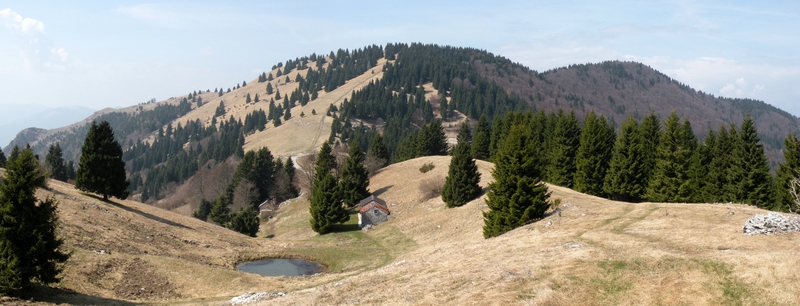 Anfibi - Bufo bufo, Rana temporaria